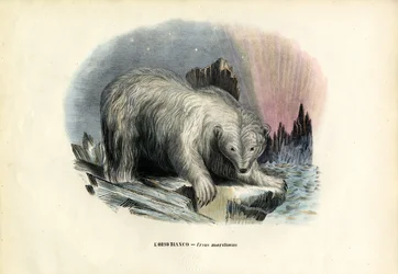 Eisbär, 1863-79